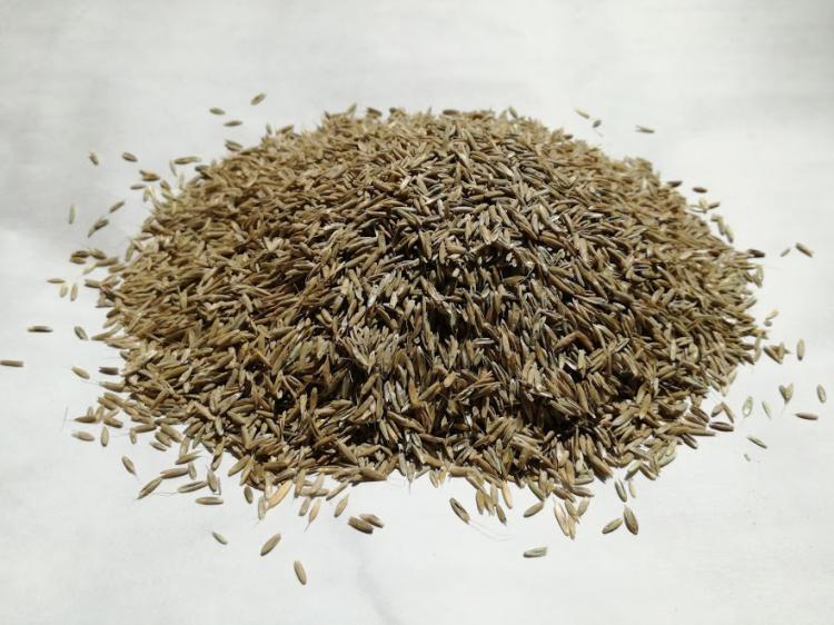 Nasiona traw dla ptakw - 0,5 kg