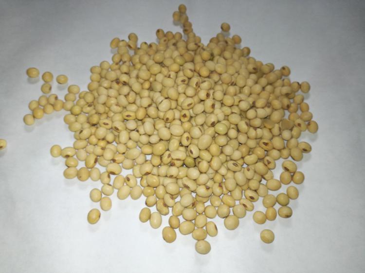 Soja - nasiona soi - 1 kg
