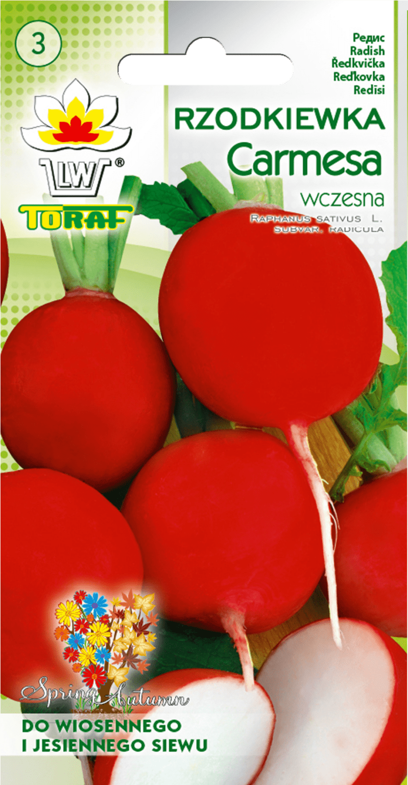 Rzodkiewka Carmesa (czerwona) - wczesna 10g TORAF