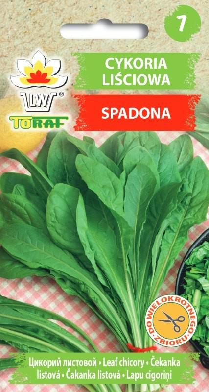 Cykoria liciowa Spadona - nasiona - 5 g TORAF