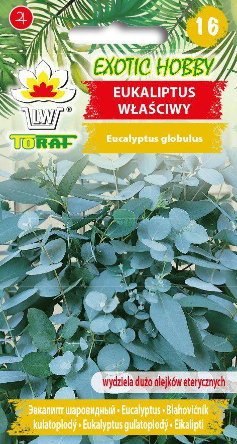 Eukaliptus waciwy - 10szt. TORAF