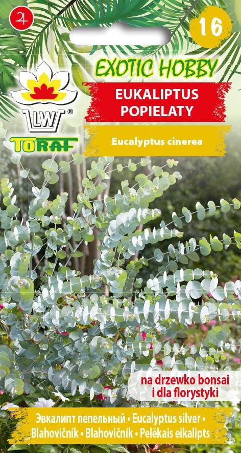 Eukaliptus popielaty - 20szt. TORAF