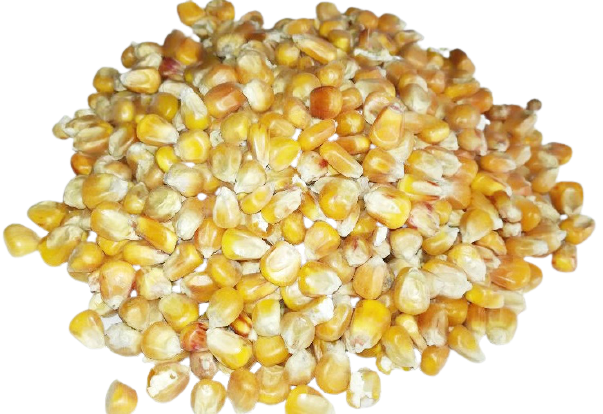 Kukurydza ta- super zanta przynta - 1 kg