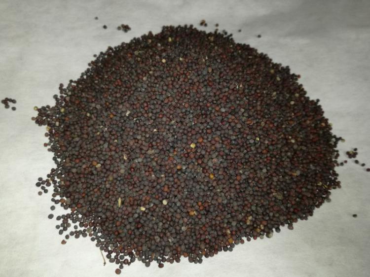 Rzepik, nasiona oleiste, energetyczna karma dla ptakw - 1 kg